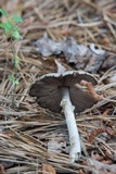 Agaricus vinosobrunneofumidus image