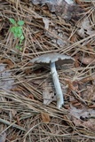 Agaricus vinosobrunneofumidus image