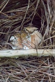 Russula compacta image
