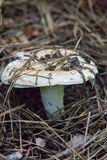 Russula compacta image