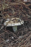 Russula compacta image