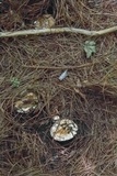 Russula compacta image