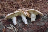 Russula compacta image