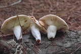 Russula compacta image