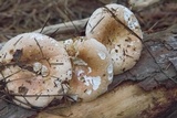 Russula compacta image