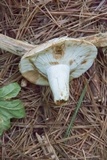 Russula compacta image