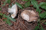 Russula compacta image