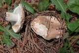 Russula compacta image