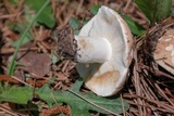 Russula compacta image