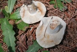 Russula compacta image