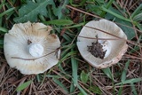 Russula compacta image