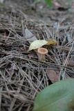 Lactarius oculatus image