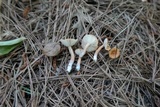Lactarius oculatus image