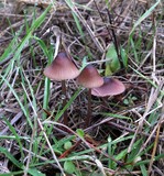 Mycena purpureofusca image