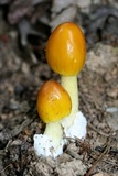 Amanita banningiana image