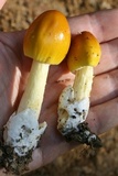 Amanita banningiana image