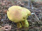 Pulveroboletus ravenelii image