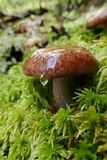 Cortinarius montanus image