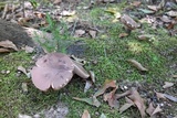 Tylopilus plumbeoviolaceus image