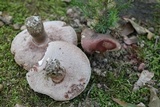 Tylopilus plumbeoviolaceus image