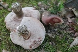 Tylopilus plumbeoviolaceus image