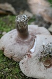 Tylopilus plumbeoviolaceus image