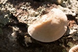 Trametes lactinea image
