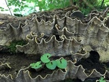 Xylobolus subpileatus image