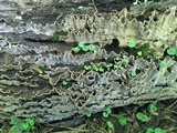 Xylobolus subpileatus image
