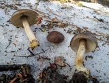 Clitocybe glacialis image