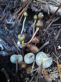 Mycena nivicola image
