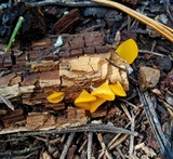 Guepiniopsis alpina image