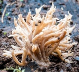 Clavulina subrugosa image