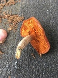 Gymnopilus aeruginosus image