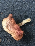 Gymnopilus aeruginosus image