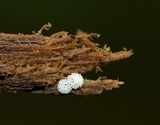 Ceratiomyxa fruticulosa var. fruticulosa image