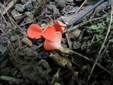 Sarcoscypha occidentalis image