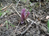 Clavaria zollingeri image