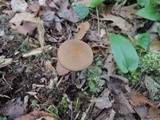 Oudemansiella furfuracea image