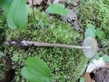 Oudemansiella furfuracea image