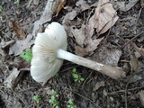 Oudemansiella furfuracea image