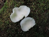 Cheimonophyllum candidissimum image