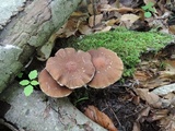 Psathyrella delineata image