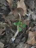 Agrocybe acericola image