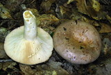 Lactarius argillaceifolius image