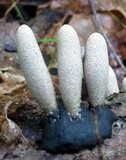 Xylaria polymorpha image