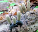 Xylaria polymorpha image