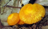Humidicutis marginata var. marginata image