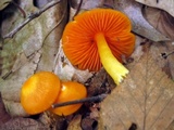 Humidicutis marginata var. marginata image