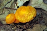 Humidicutis marginata var. marginata image